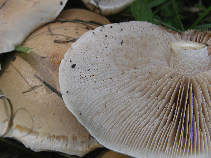 Hebeloma crustuliniforme